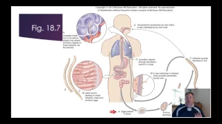 Zoology Lab 11 - Nematoda