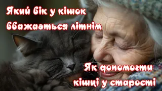 What age in cats is considered elderly How to help a cat in old age