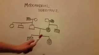 Mitochondrial Inheritance