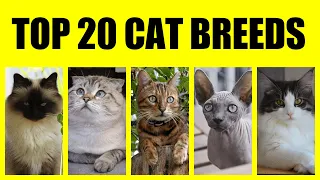 Top 20 CAT Breeds || Most Popular Cat Breeds in the World || Best Cats || Domestic Cats