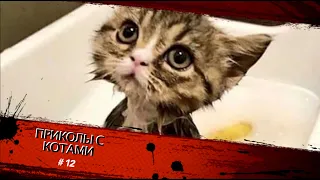 Смешные КОТЫ #12 / Лучшие приколы 2020 / Funny cats.