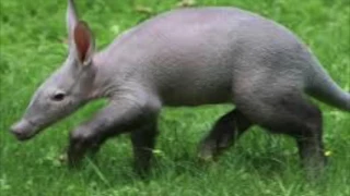 Aardvark Sound