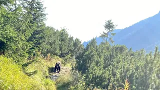 Encounter a bear in the Tatras. Stretnutie s medveďom