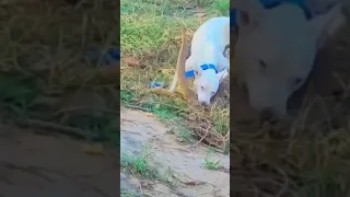 dog vs mongoose real fight #shorts