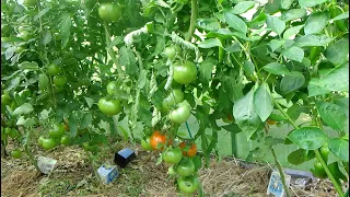 25 июля 2022 Сорта и гибриды томатов в теплице  Кострома