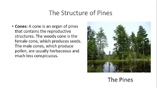 Division Coniferophyta | Features Of Conifers | Advantages & Disadvantages Of Conifers