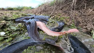 Wow amazing fishing! a lot of catch catfish & redfish at field catch by hand a fisherman