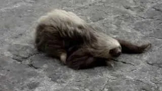 Three-toed Sloth Crossing the Road