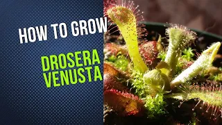 How to Grow and Propagate Drosera Venusta (Carnivorous Plant Grow Guide)