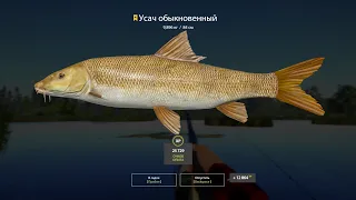 Русская рыбалка 4. Russian fishing 4. о. Медвежье. Карп. Усач трофей!!!!