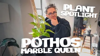 Pothos MARBLE QUEEN - Plant Spotlight & Journey