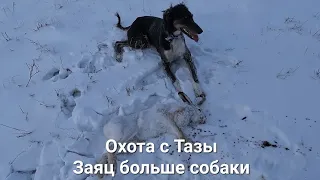 Охота на зайца. Охота с Тазы. Тазымен аңшылық