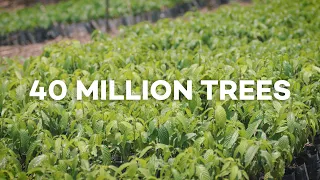 40 MILLION trees planted with Ecosia