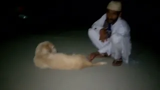 Man trying to plan with dog