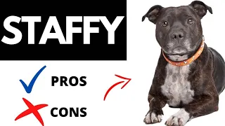 Pros and cons of Staffordshire Bull Terrier | Animal Kingdom