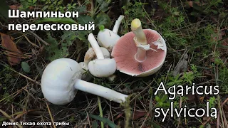 Шампиньон перелесковый | Agaricus sylvicola