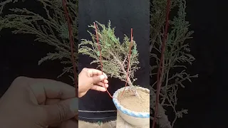 how to make Juniper bonsai tree #shortvideo #shorts ✂🌳