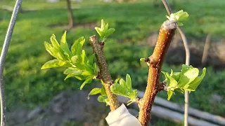 grafting the apricot in summer