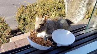 Squirrels' reactions to dry mealworms