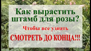 Как вырастить штамб для розы. СМОТРЕТЬ ДО КОНЦА и Вы все узнаете.