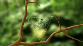 Telaraña