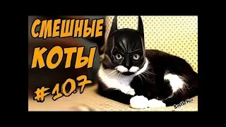 Смешные коты и Кошки Приколы с Котами и Кошками 2018 Funny Cats