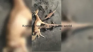 Part 2 || Komodo Dragon attack the Deer on the Beach#wildanimals #wildlife #reptiles