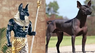 10 Most Ancient Dog Breeds On Earth