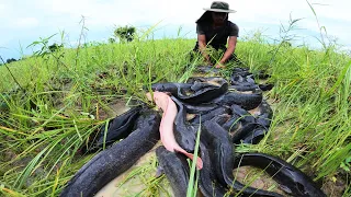 Wow amazing unique! a fisherman skill catch a lot of fish in under grass in rainy season by hand