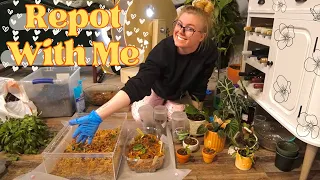 Repotting 21 Indoor Plants ♥ Chat & Repot Houseplants With Me