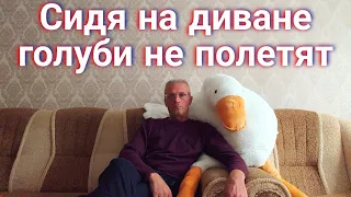 Голуби как есть без обмана