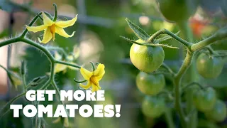 How to Hand-Pollinate TOMATO Flowers for Better Yields 🍅