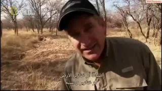 [HD 720p] Wild discovery channel animals King Cobras Animal planet documentary