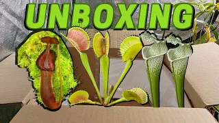 MASSIVE Carnivorous Plants Unboxing | Flytraps Nepenthes Sarracenia