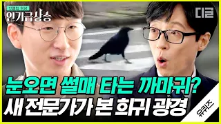 [#인기급상승] 진짜 똑똑한 까마귀들이 딱딱한 호두 껍질을 깨 먹는 방법😮 새를 찍기 위해서 한 겨울에 야외취침까지 일삼는 극한 직업 새 전문가의 일상 | #유퀴즈온더블럭