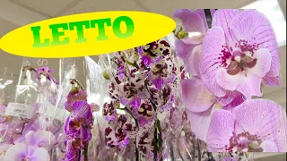 ПРАЗДНИЧНЫЙ ЗАВОЗ к 8 Марта Орхидей в LETTO Есть чем полюбоваться 🌸