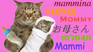 Funny Cats #16.Смешные Коты 2019, Кошки 2019.Mommy.До слез.Мама.lol