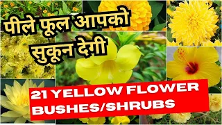 21 Yellow Flowering Bushes | Yellow Flower Shrubs for your garden to grow | Plant and Planting