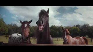 Ржач!! Лошади смеютя над водителем, который не может припорковать авто!!Funny video