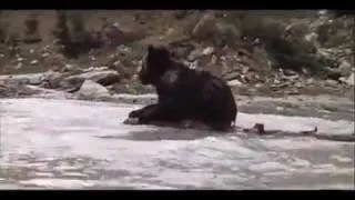 Медведь / The Bear / L' Ours (1988)