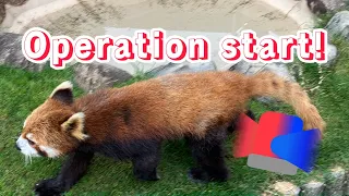 Red panda marking strategy🔥Japanese safari park.Adventure world.