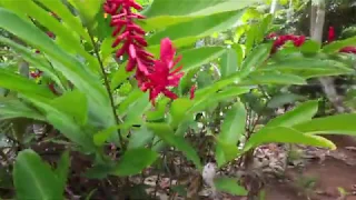 'Ene'io Botanical Gardens - Vava'u Tonga