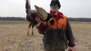 Pheasant Hunt German Shorthair Pointer 2022