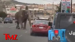 Elephant Roams Montana Streets After Escaping Circus | TMZ TV