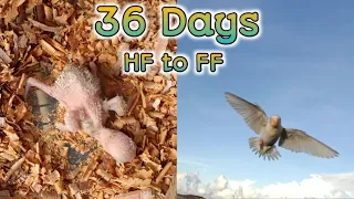 36 days|Handfeed to Freeflight