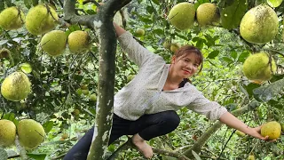 The girl went to the forest to pick grapefruits to sell, living alone on the lake to make a living.