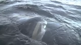 Feeding Frenzy 600lb~1000lb Giant in PEI 9/27/10