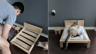 Женщина удивилась, узнав, что ее мужчина строит кровать для своего кота, а не для них