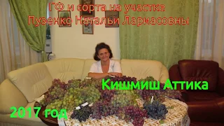 Виноград Кишмиш Аттика - один из лучших кишмишей лета. Греческий кишмиш (Пузенко Наталья Лариасовна)