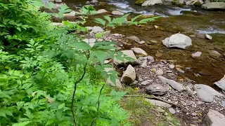 Appalachia Herbal Medicine